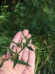 Symphyotrichum lanceolatum