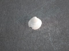 Austrovenus stutchburyi