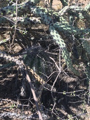 Carnegiea gigantea