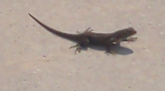 Sceloporus occidentalis