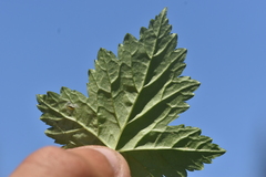 Phytomyza tiarellae