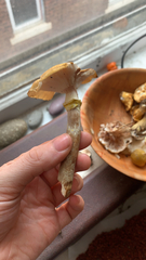 Armillaria mellea