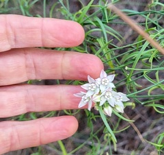 Funastrum heterophyllum
