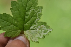 Phytomyza tiarellae