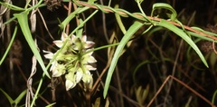 Funastrum heterophyllum