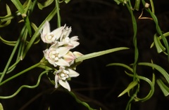 Funastrum heterophyllum