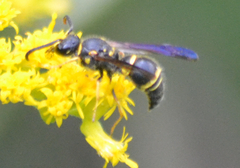 Ancistrocerus campestris