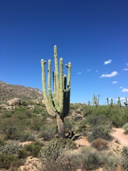 Carnegiea gigantea