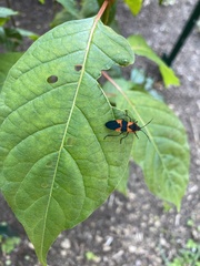 Oncopeltus fasciatus