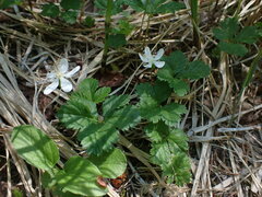 Rubus pedatus