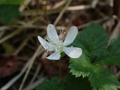Rubus pedatus