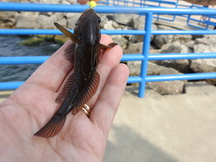 Neogobius melanostomus