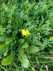 Brassicaceae