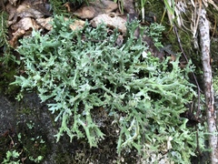 Cladonia turgida