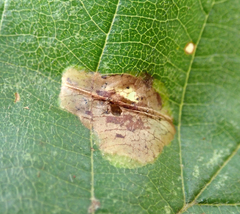 Phyllonorycter stettinensis