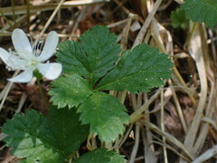 Rubus pedatus