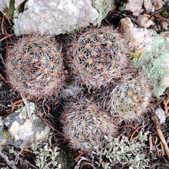 Escobaria vivipara arizonica