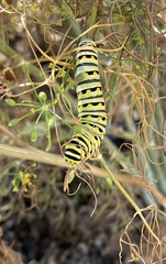 Papilio polyxenes