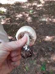 Agaricus augustus