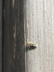 Miridae