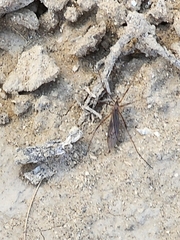 Nephrotoma