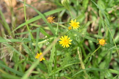Thymophylla tenuiloba