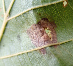 Phyllonorycter stettinensis