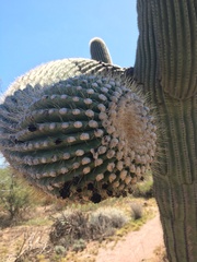 Carnegiea gigantea