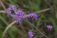Liatris squarrulosa