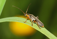 Cantharis nigricans