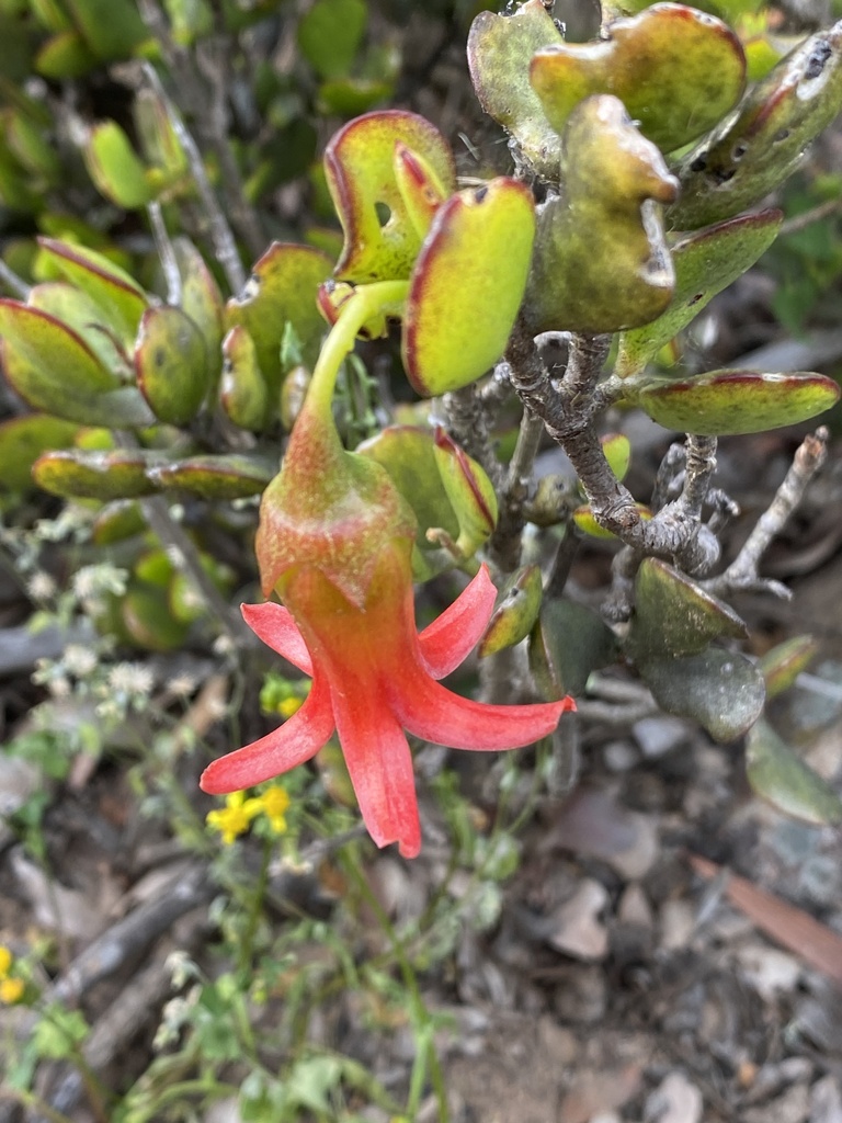 Cotyledon woodii Schönland & Baker f. 2
