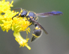 Ancistrocerus campestris