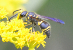 Ancistrocerus campestris