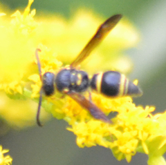 Ancistrocerus campestris