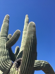 Carnegiea gigantea