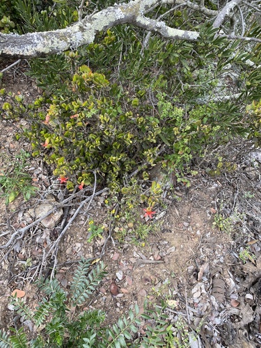 Cotyledon woodii