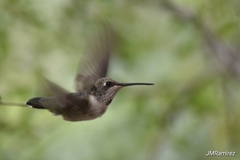 Archilochus alexandri