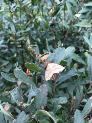 Lambdina fiscellaria