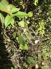 Vincetoxicum nigrum
