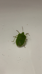 Nezara viridula