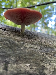 Rhodotus palmatus