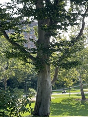 Litylenchus crenatae