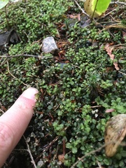 Mniaceae