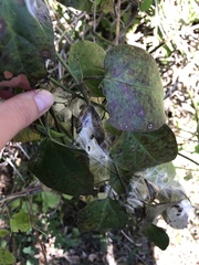Vincetoxicum nigrum