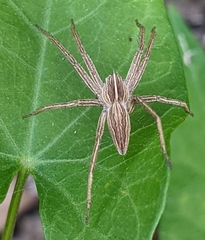 Pisaura