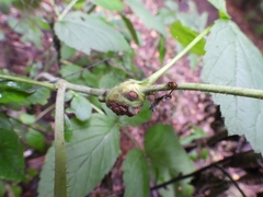 Lasioptera rubi