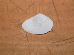 Macomona liliana