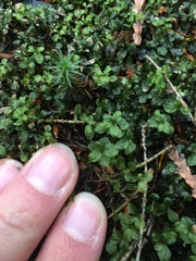 Mniaceae