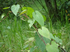 Ipomoea pedicellaris