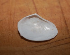Macomona liliana